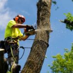 How Tree Removal Can Improve Safety in Blue Mountains Properties