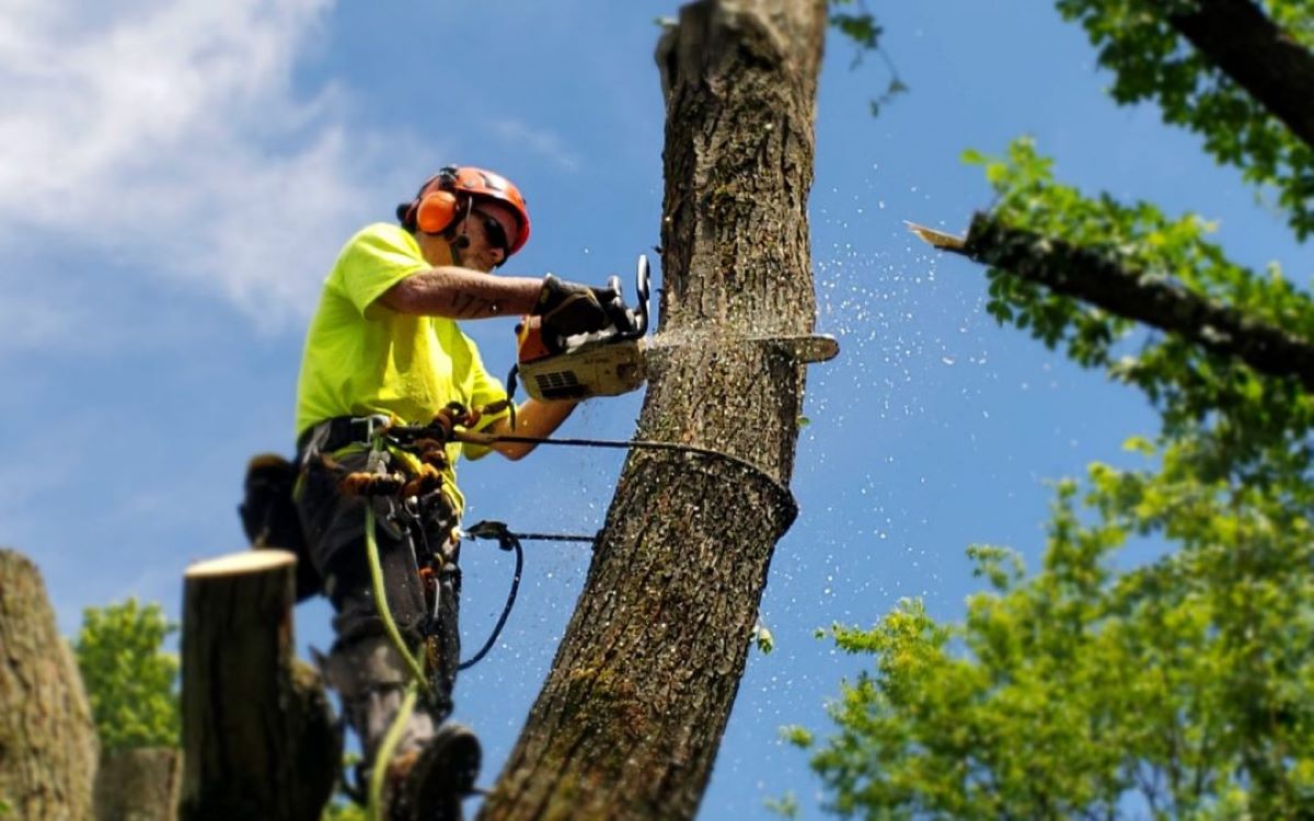 tree removal services Blue Mountains