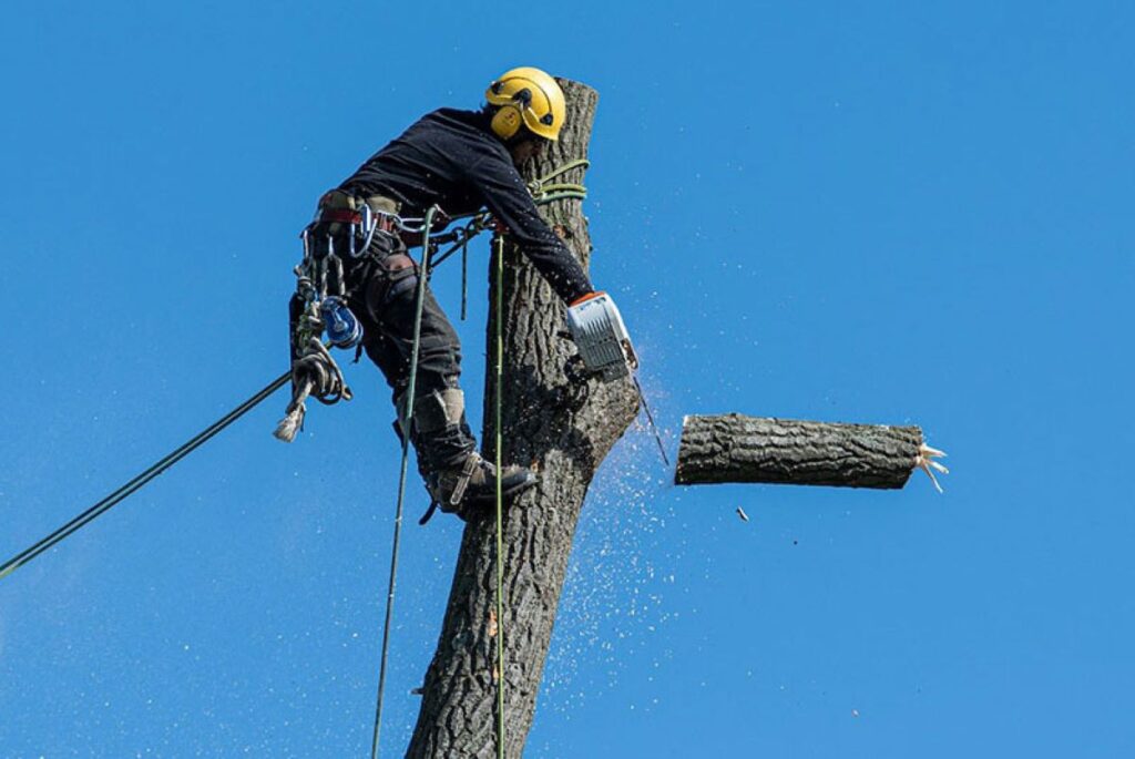 tree removal services Blue Mountains