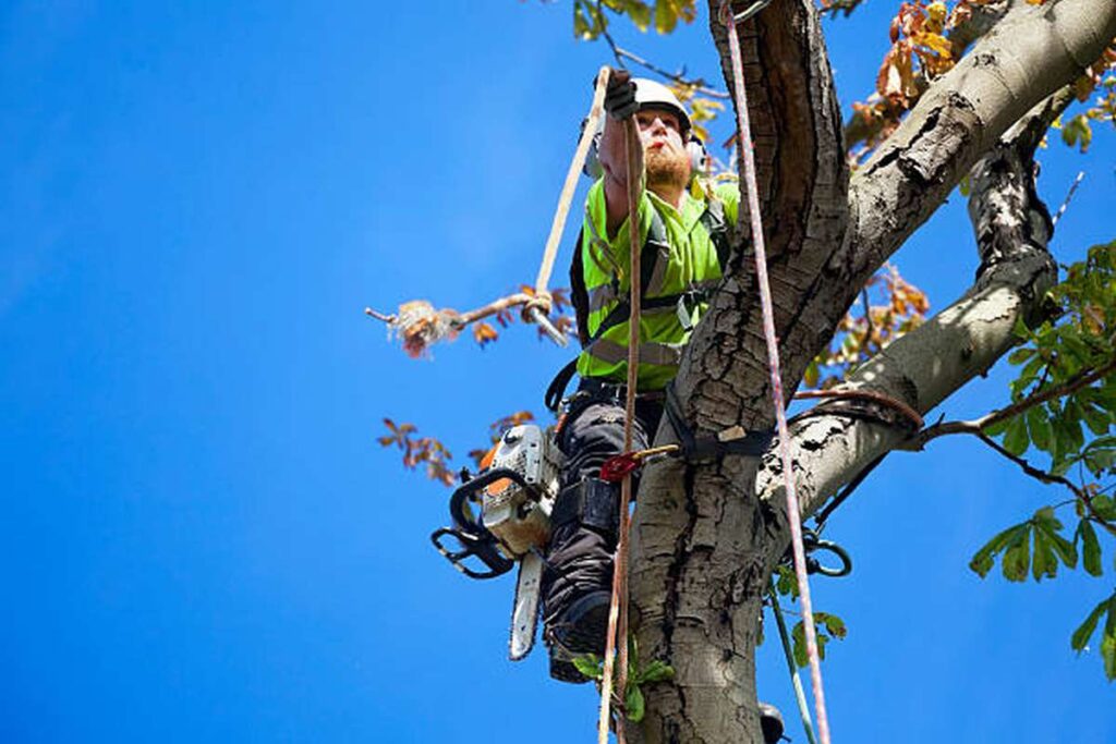 tree removal services Blue Mountains