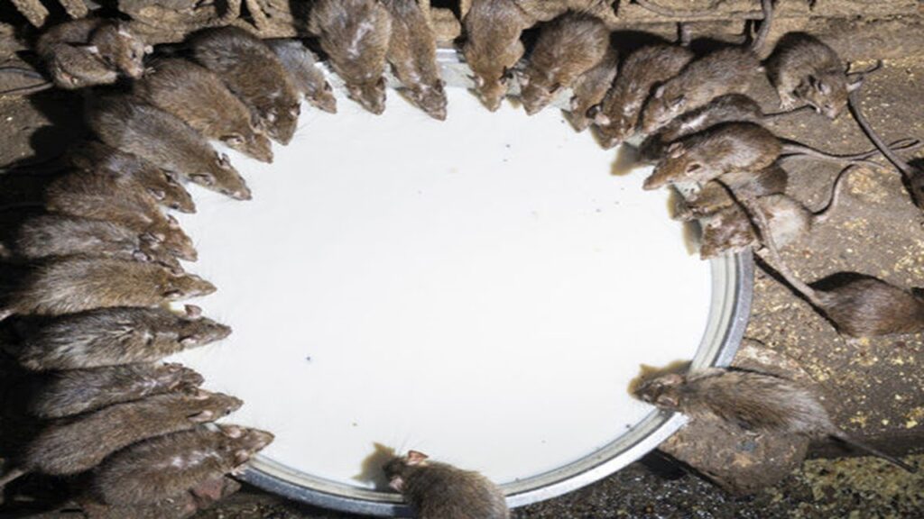 Rodent Treatment Sydney: How Safe Are the Baits Used Indoors?