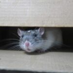 Rat Removal Sydney: How Long Before You See Complete Results?