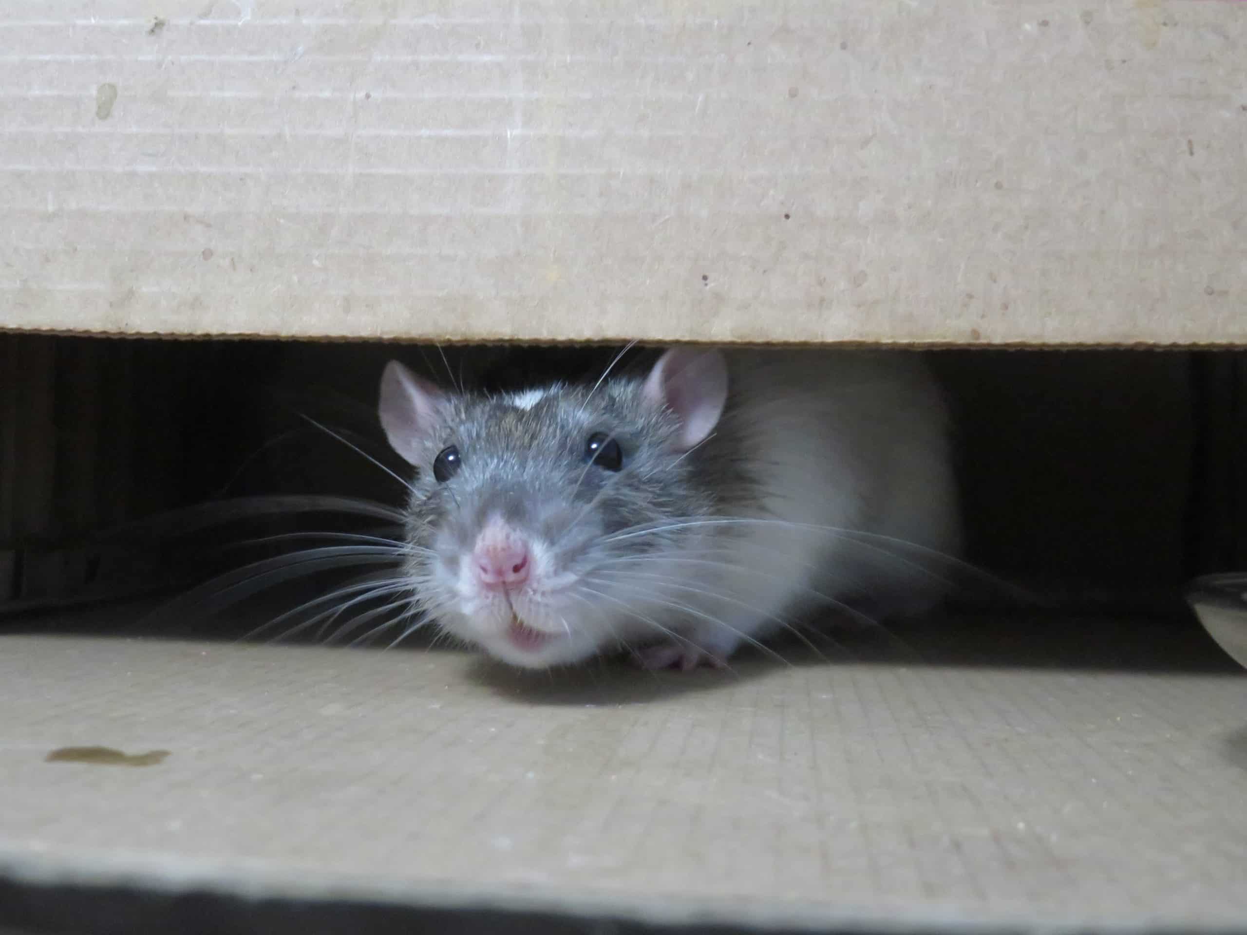 Rat Removal Sydney: How Long Before You See Complete Results?