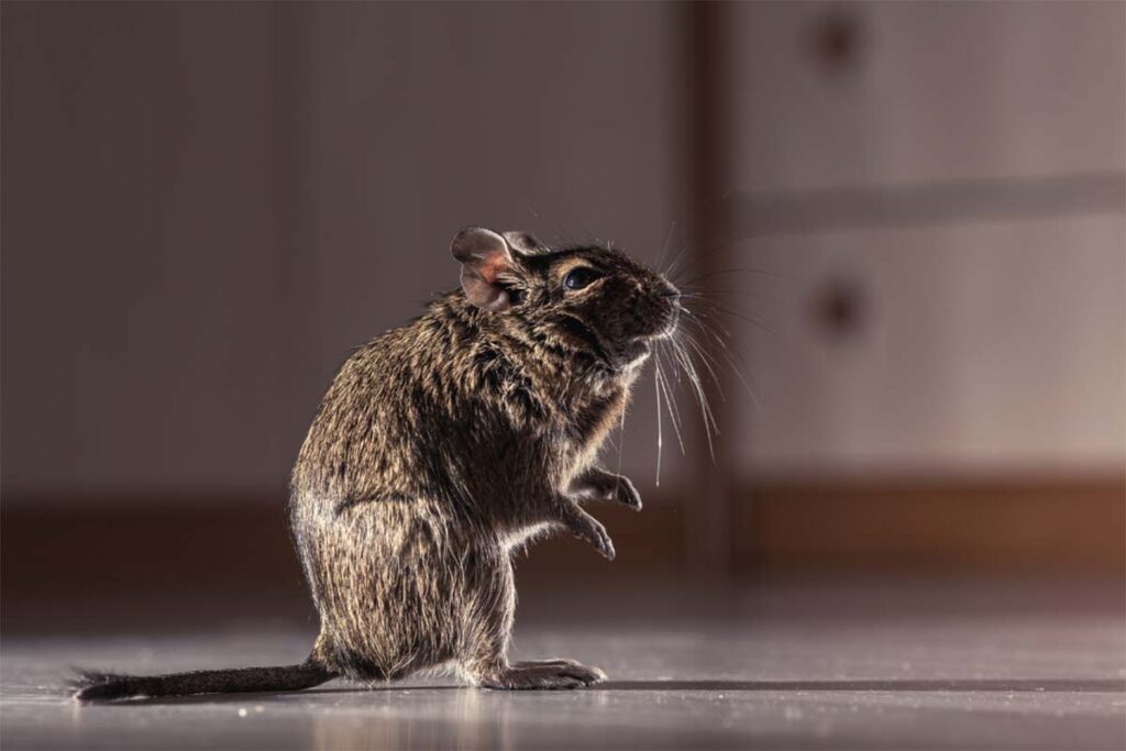 Rat Removal Sydney: How Long Before You See Complete Results?