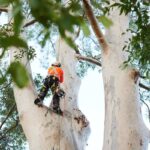 Is a Cert 5 Arborist Worth It? When You Need Advanced Tree Expertise