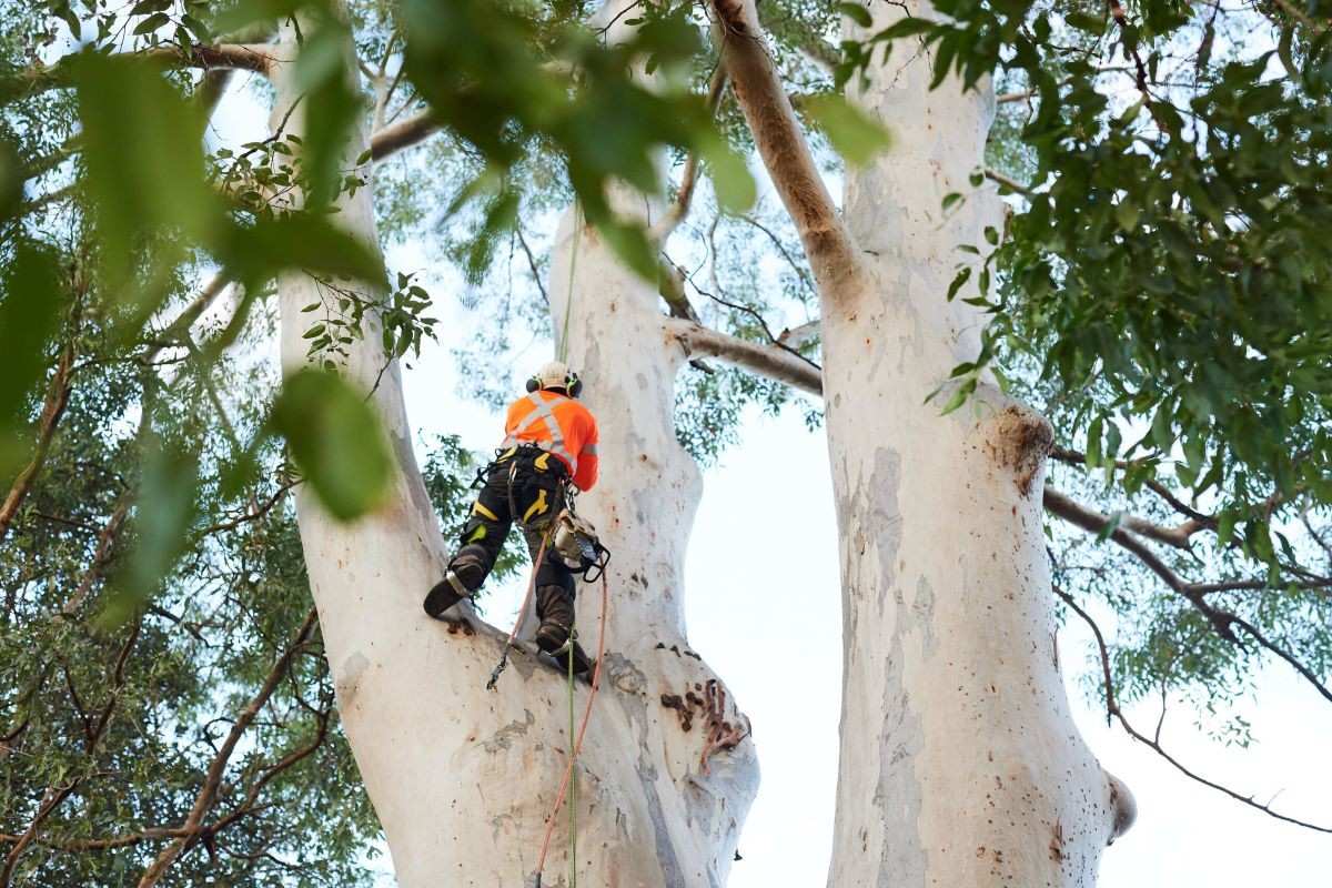 Is a Cert 5 Arborist Worth It? When You Need Advanced Tree Expertise