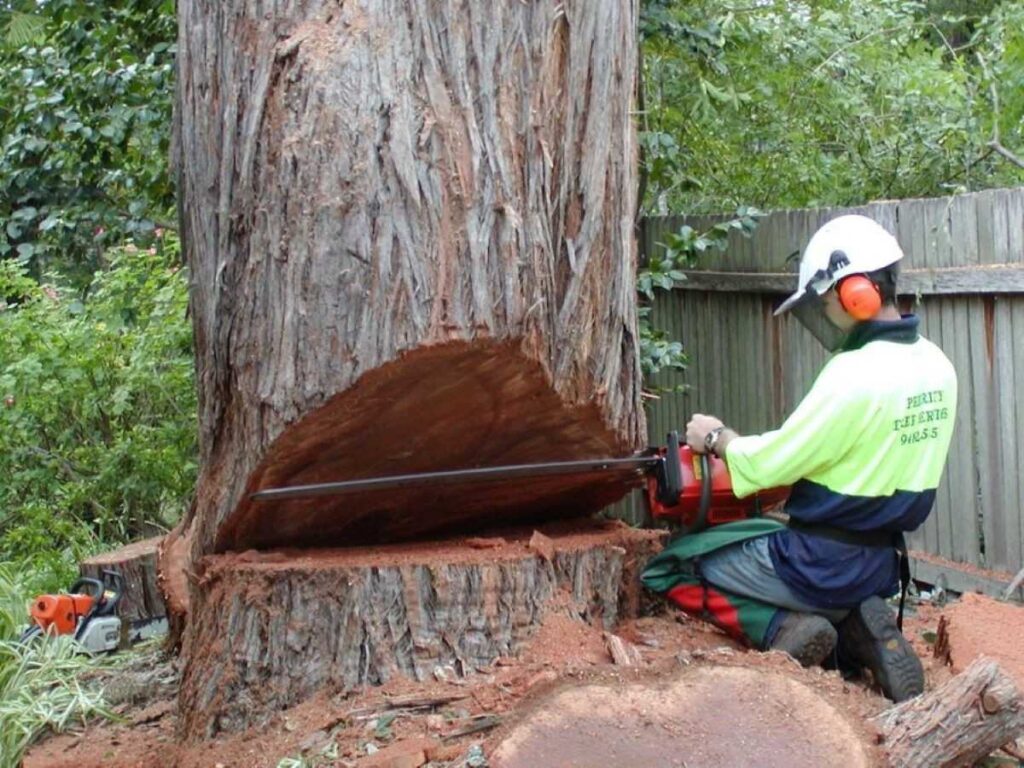 Tree Cutting Hornsby