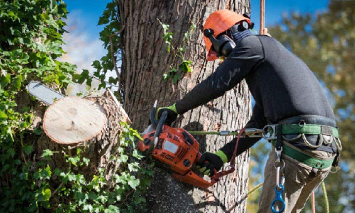 Tree Cutting Hornsby: Safety Tips Before You Book a Service