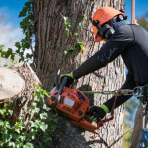 Tree Cutting Hornsby